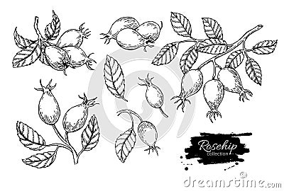 Rosehip vector drawing. Isolated berry branch sketch on white ba Vector Illustration