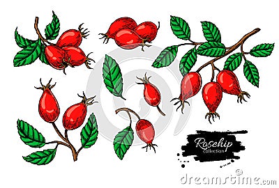 Rosehip vector drawing set.. Isolated berry branch sketch on white background. Vector Illustration