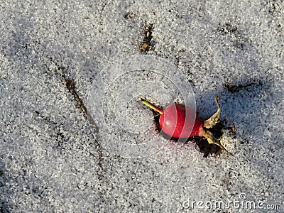 Rosehips berry on the snow Stock Photo