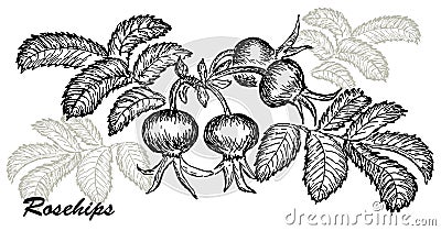 Rosehips Vector Illustration