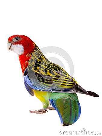 Rosella parrot isolated Stock Photo