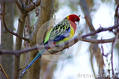 Rosella Parrot Stock Photo