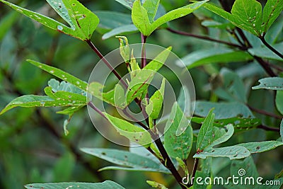 Rosella plant also called roselle with a natural background. Use as herbal drink and herbal medicine Stock Photo