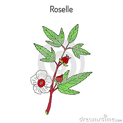 Roselle Hibiscus sabdariffa , or carcade Vector Illustration