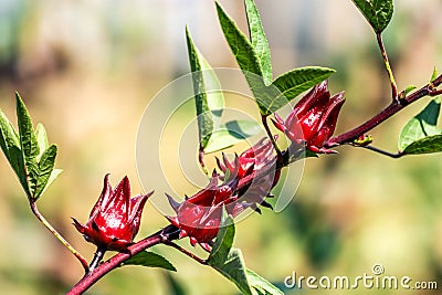Roselle (plant) or Hibiscus sabdariffa Stock Photo
