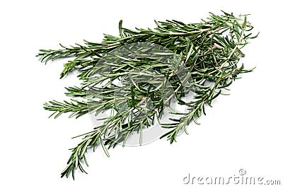 Rosemary Stock Photo