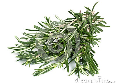 Rosemary Stock Photo