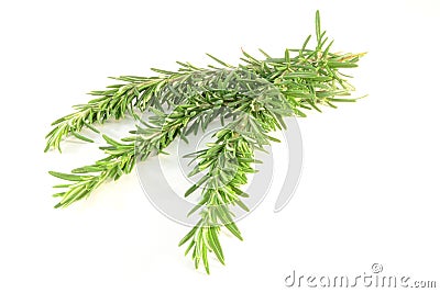 Rosemary Stock Photo