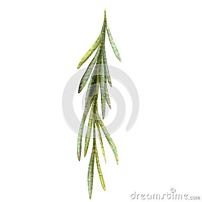 Watercolor Rosemary branch illustration, isolated Cartoon Illustration