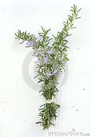 Rosemary Stock Photo