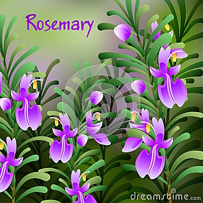 Rosemary background. Useful green herbs. delicious seasoning. tasty flavoring for food. Vector Vector Illustration