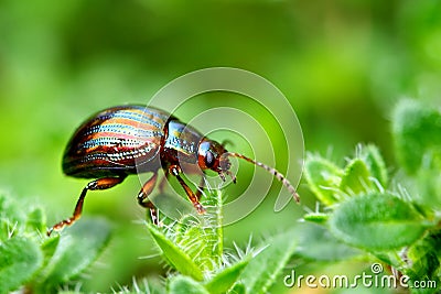 Rosemary beetle Stock Photo