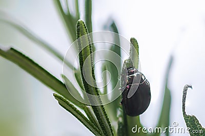 Rosemary beetle Stock Photo