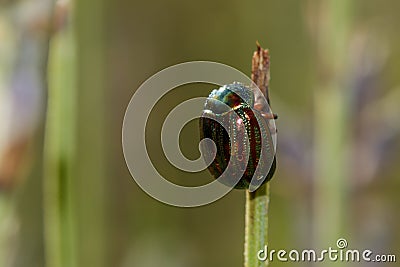 Rosemary Beetle Stock Photo