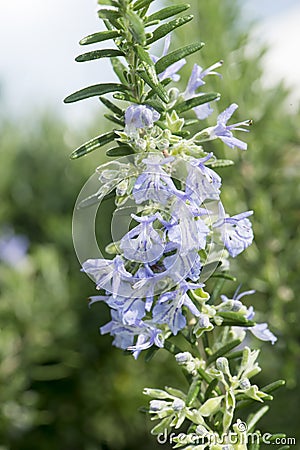 Rosemary flowering in spring. Rosemary green needles and blue blossoms Stock Photo