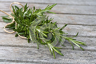 Rosemary bound Stock Photo