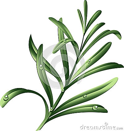 Rosemary Vector Illustration