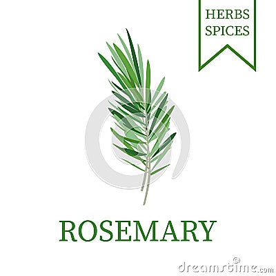 Rosemary branch, green sprig fresh rosemary. Vector illustration. Vector Illustration