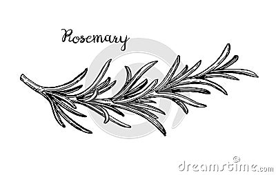 Rosemary branch sketch. Vector Illustration