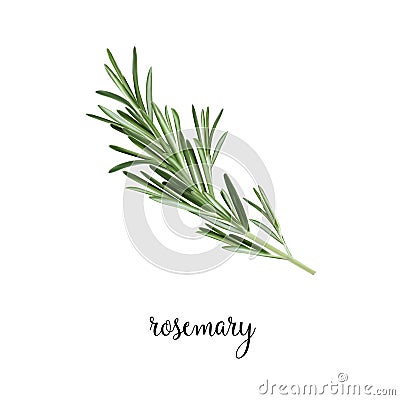 Rosemary branch vector illustration. Vector Illustration