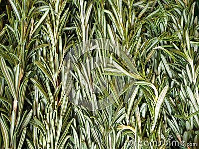 Rosemary branches, bunch. Green background Stock Photo