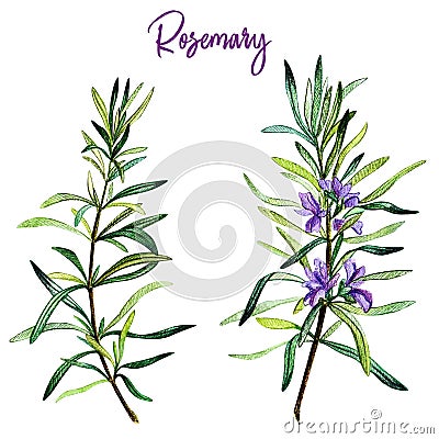 Rosemary branches with flowers, watercolour Cartoon Illustration