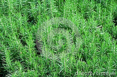Rosemary bushes. Spicy herb for the kitchen. Green floral background Stock Photo