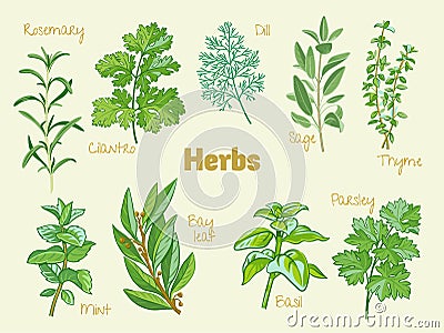 Rosemary, coriander, cilantro, dill, sage, thyme, mint, bay leaf, laurel, basil, parsley. Vector Illustration