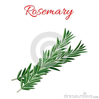 Rosemary culinary herb Vector Illustration