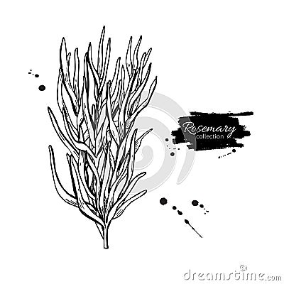 Rosemary drawing. Isolated Rosemary plant Vector Illustration