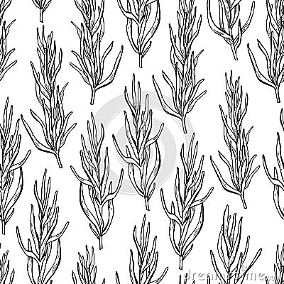 Rosemary drawing seamless pattern. Isolated Rosemary plan Vector Illustration