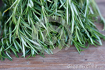 Rosemary Stock Photo