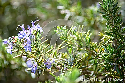 Rosemary flower Stock Photo