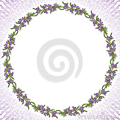 Rosemary flowers card Stock Photo