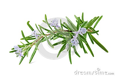 Rosemary Stock Photo