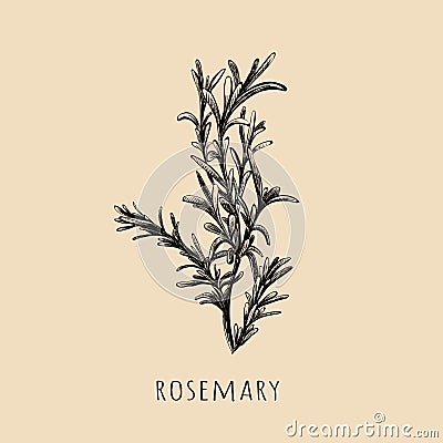 Rosemary hand drawing. Rosemary sketch vector Vector Illustration