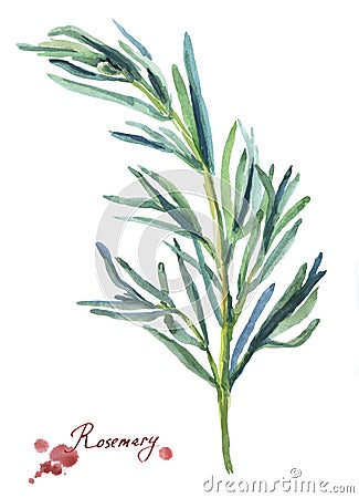 Rosemary. Hand drawn watercolor painting Stock Photo