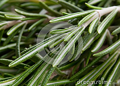 Rosemary herb background Stock Photo