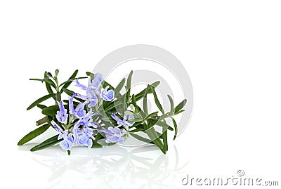 Rosemary Herb in Flower Stock Photo