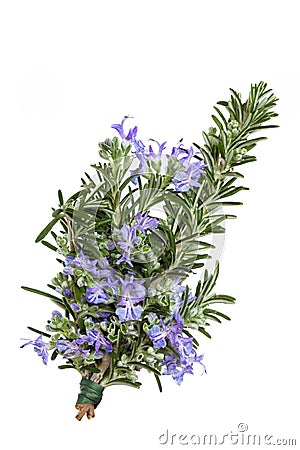 Rosemary Herb Flower Stock Photo