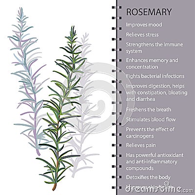 Rosemary herb leaves infographic, vector illustration Vector Illustration