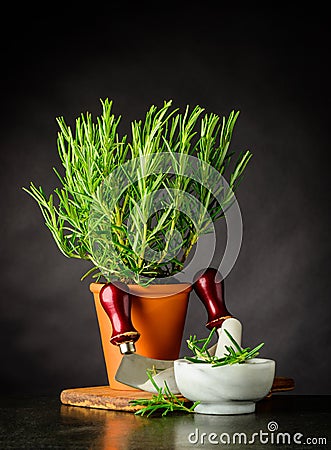 Rosemary Herb with Mezzaluna and Pestle and Mortar Stock Photo