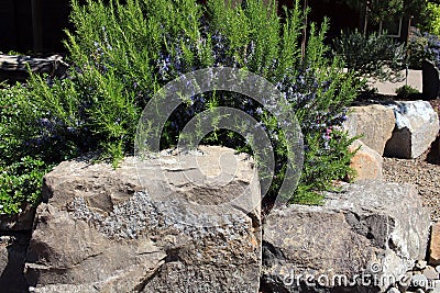 Rosemary herb nestled in the rock garden landscape Stock Photo