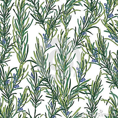 Rosemary herb pattern Vector Illustration