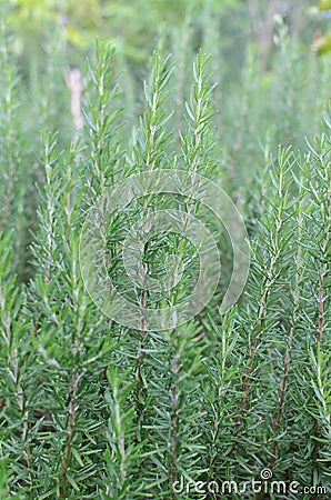 Rosemary herb Stock Photo