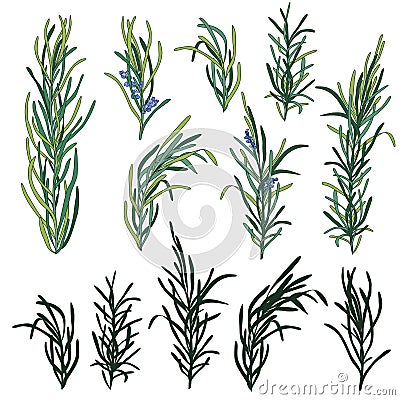 Rosemary herb set Vector Illustration