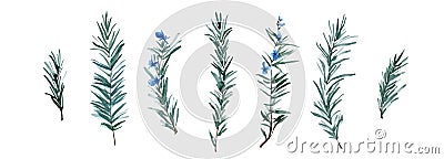 Rosemary herb set, watercolor painting botanical illustration. Hand drawn spice plant isolated on white background. Aquarelle art Cartoon Illustration