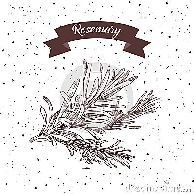 Rosemary. Herb and spice label. Engraving illustrations for tags. Vector sketches of vegan food. Vector Illustration