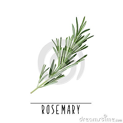 Rosemary herb and spice vector illustration. Vector Illustration