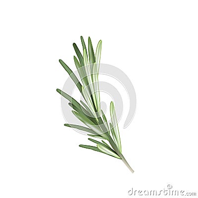 Rosemary herb spice. Vector illustration rosemary Vector Illustration